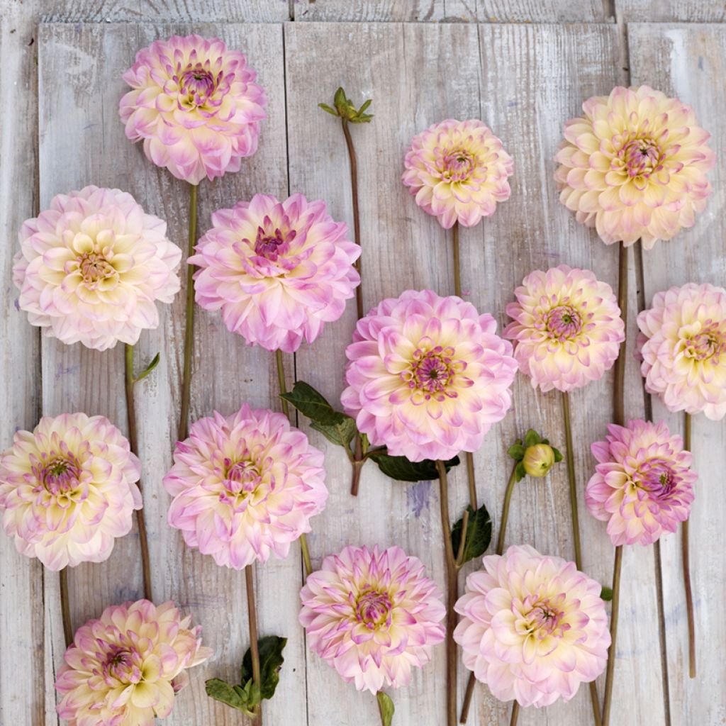 Dekorative Dahlie Sturm Kika