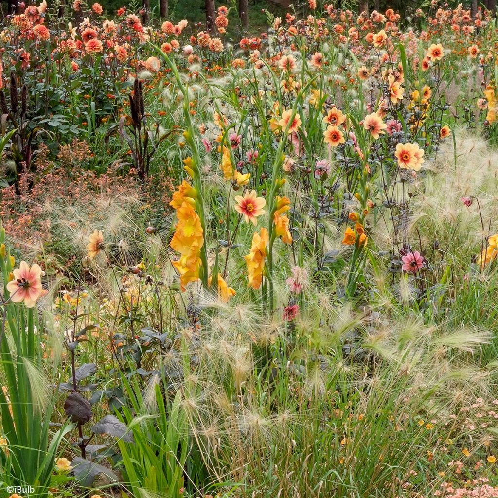 Großblütige Gladiole Sunglow - Gladiolus