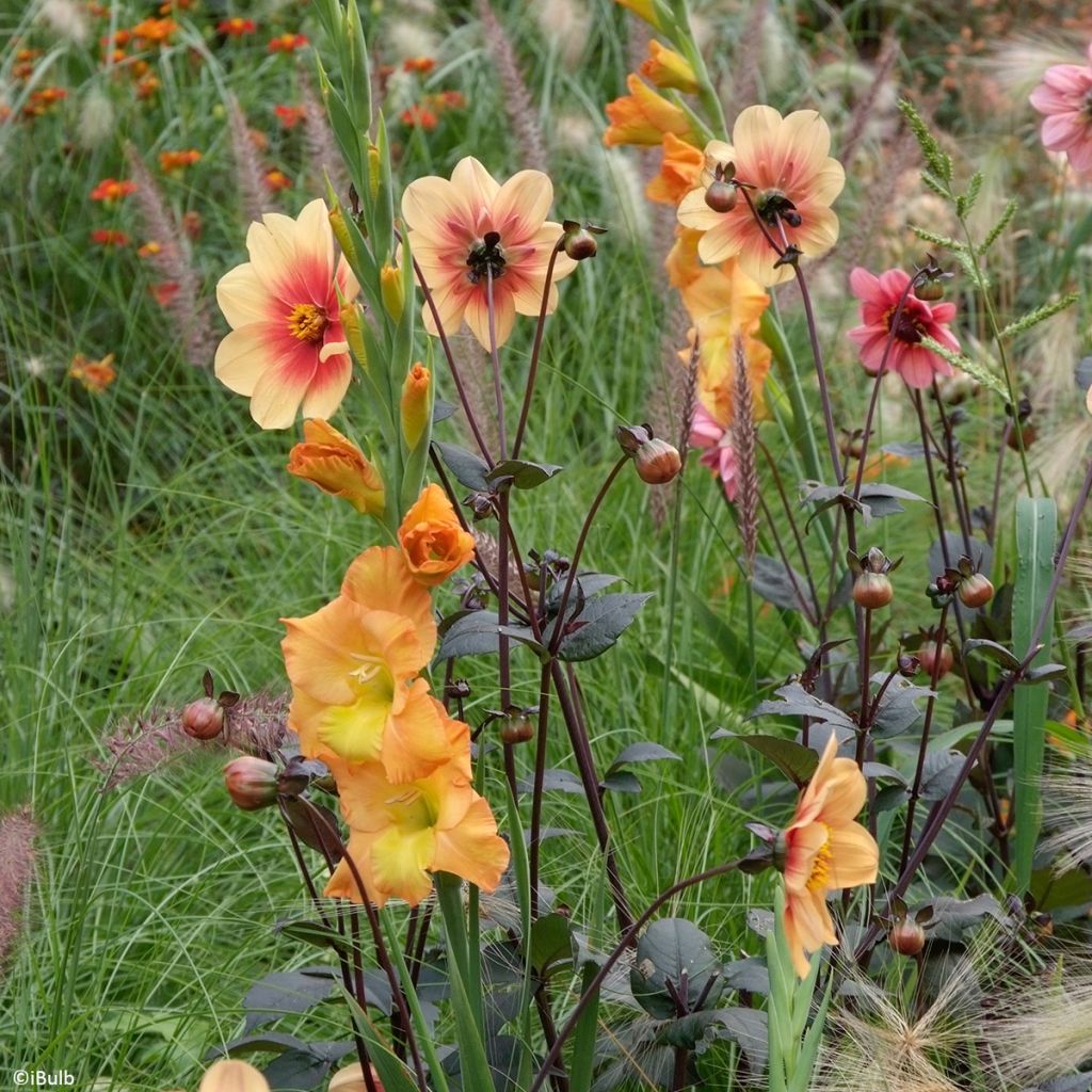 Großblütige Gladiole Sunglow - Gladiolus