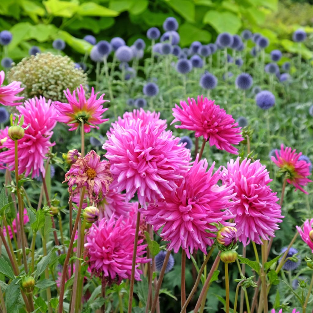 Kaktus-Dahlie Purple Gem