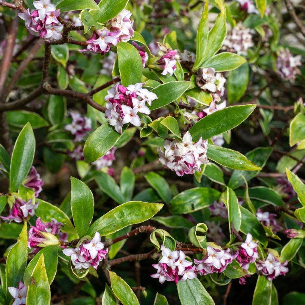 Seidelbast Perfume Princess - Daphne