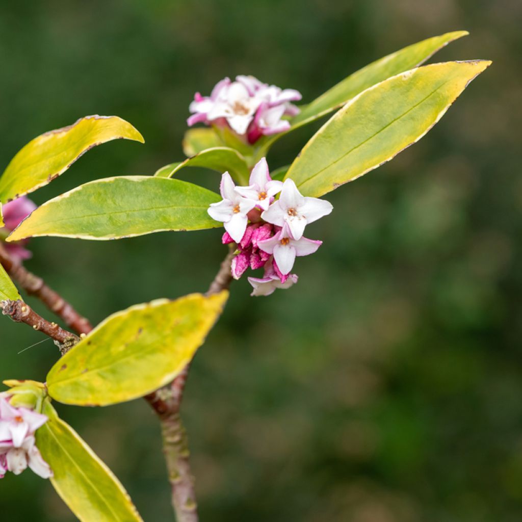 Seidelbast Perfume Princess - Daphne