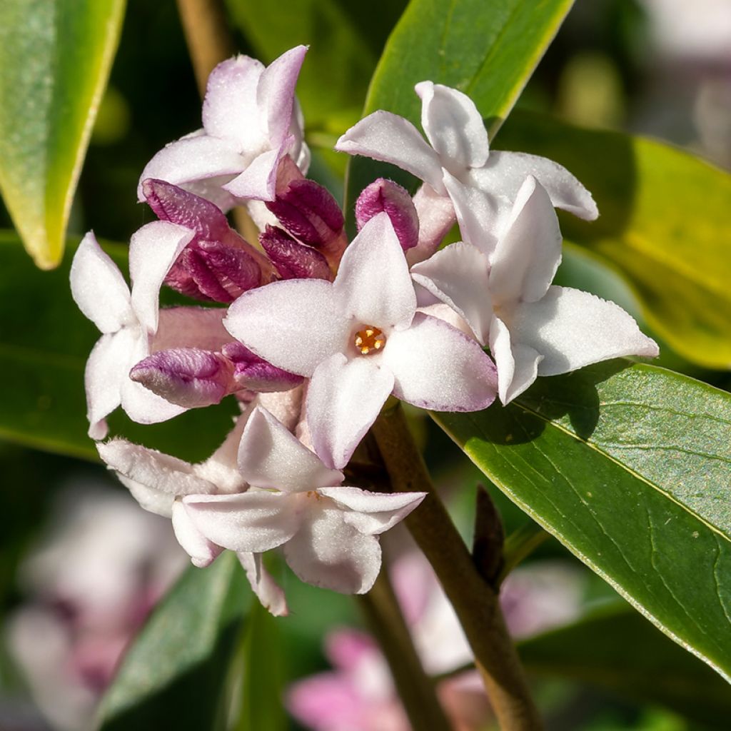 Seidelbast Spring Beauty - Daphne