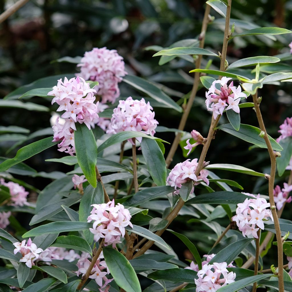 Seidelbast Spring Beauty - Daphne