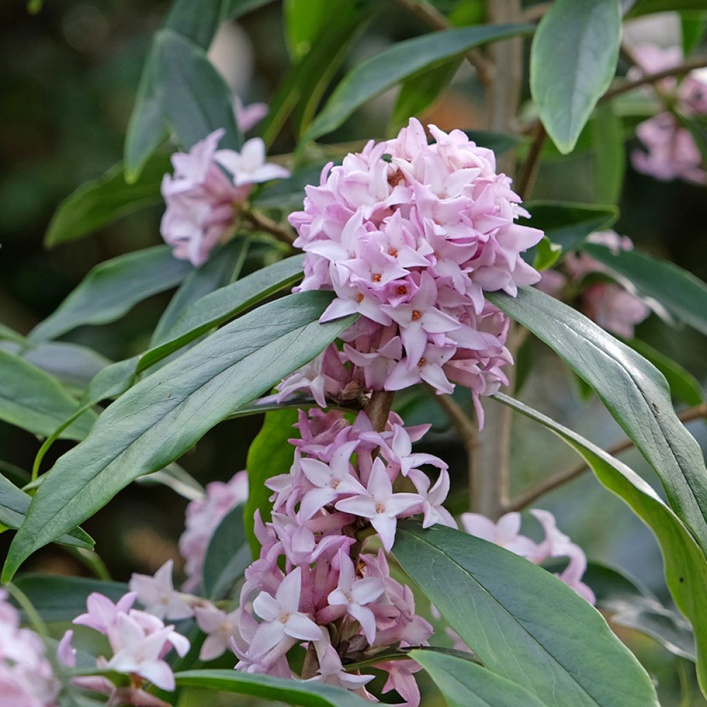 Seidelbast Spring Beauty - Daphne