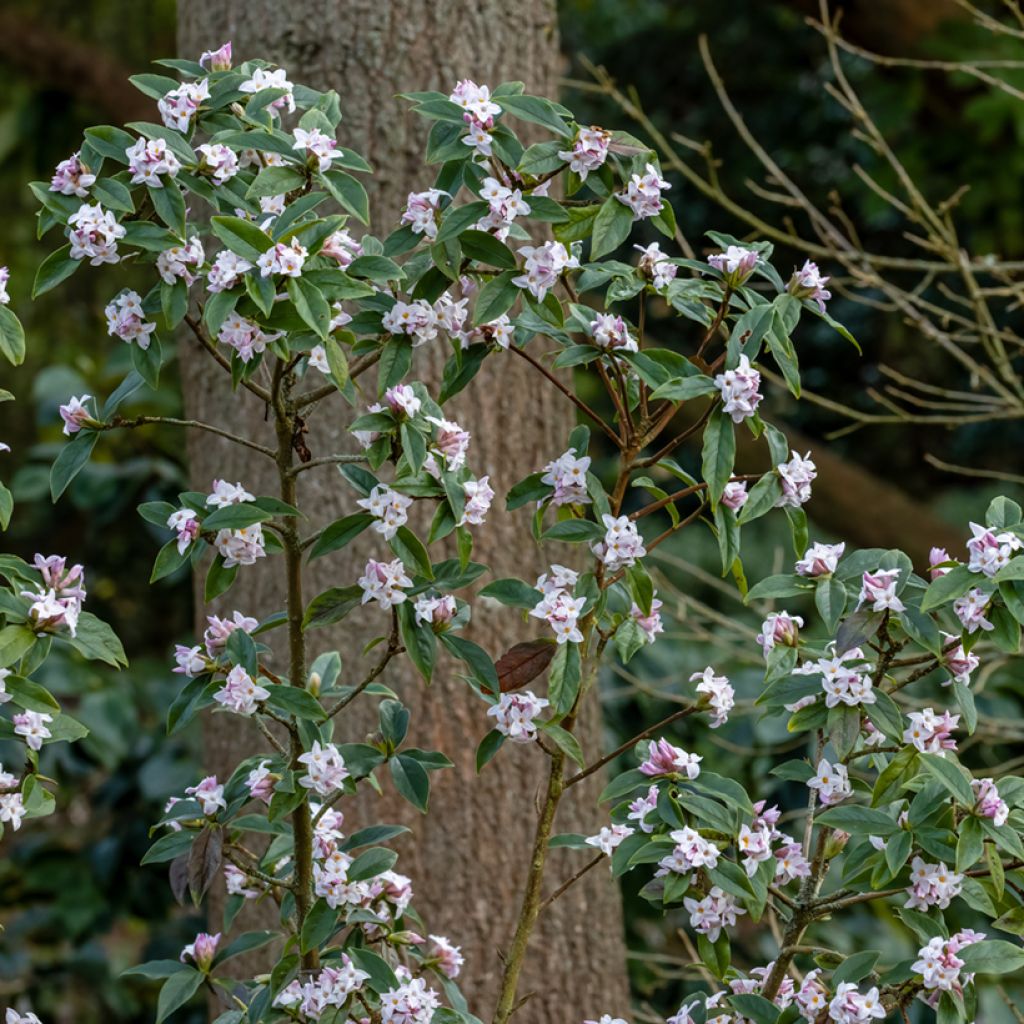 Daphne bholua - Seidelbast