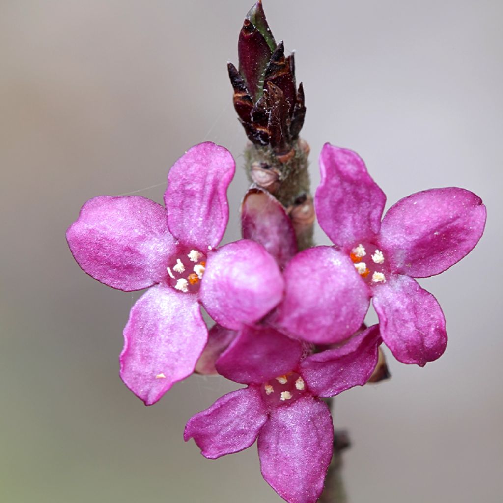 Daphne mezereum var. rubra - Gewöhnlicher Seidelbast