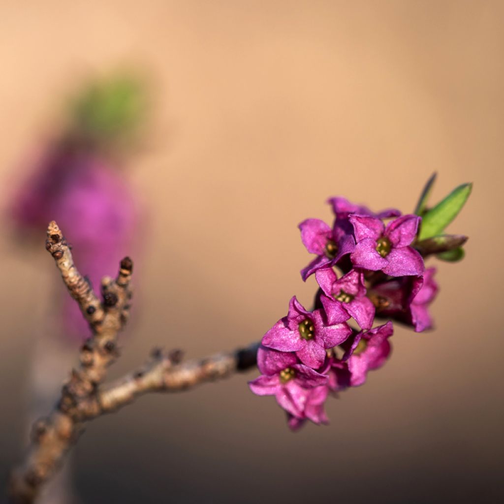 Daphne mezereum var. rubra - Gewöhnlicher Seidelbast