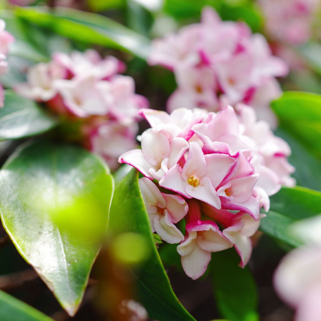 Seidelbast - Daphne odora