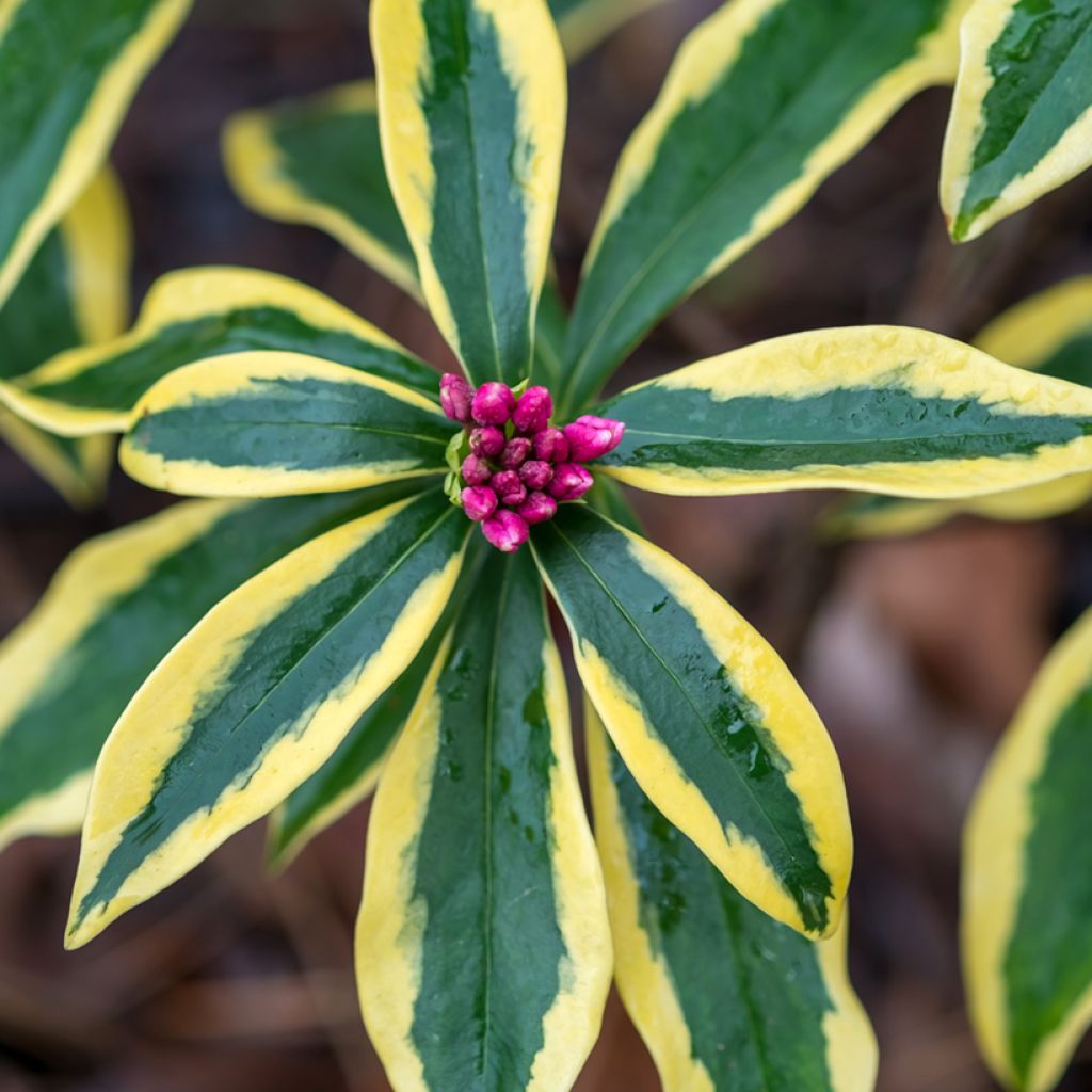 Seidelbast Marianni - Daphne odora