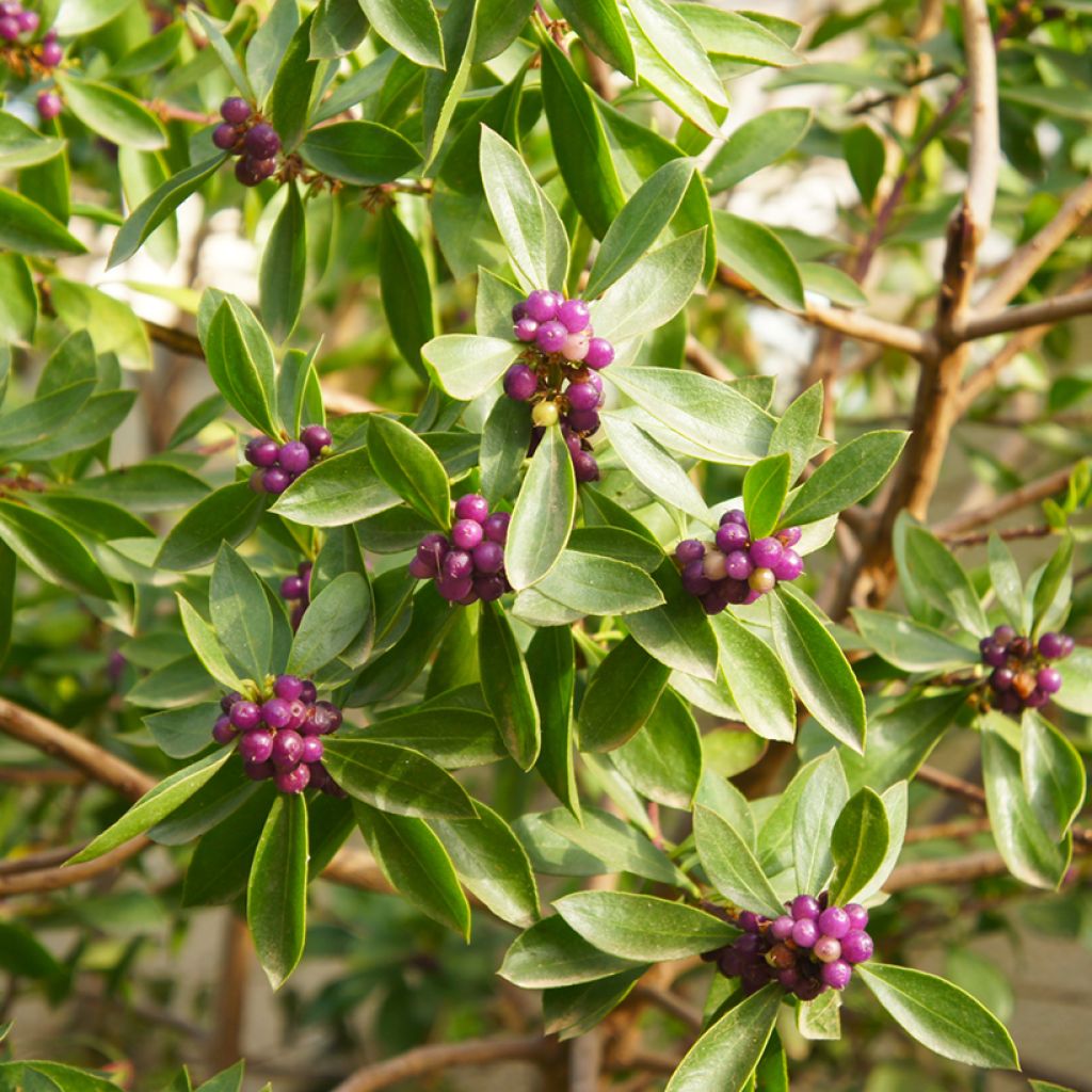 Seidelbast Sweet Amethyst - Daphne odora