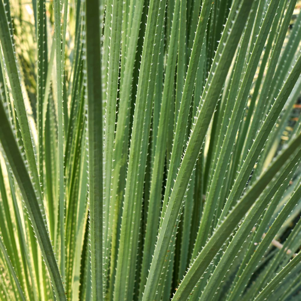 Dasylirion acrotrichum - Rauhschopf