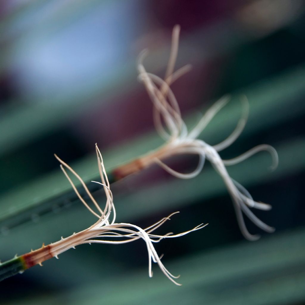 Dasylirion acrotrichum - Rauhschopf