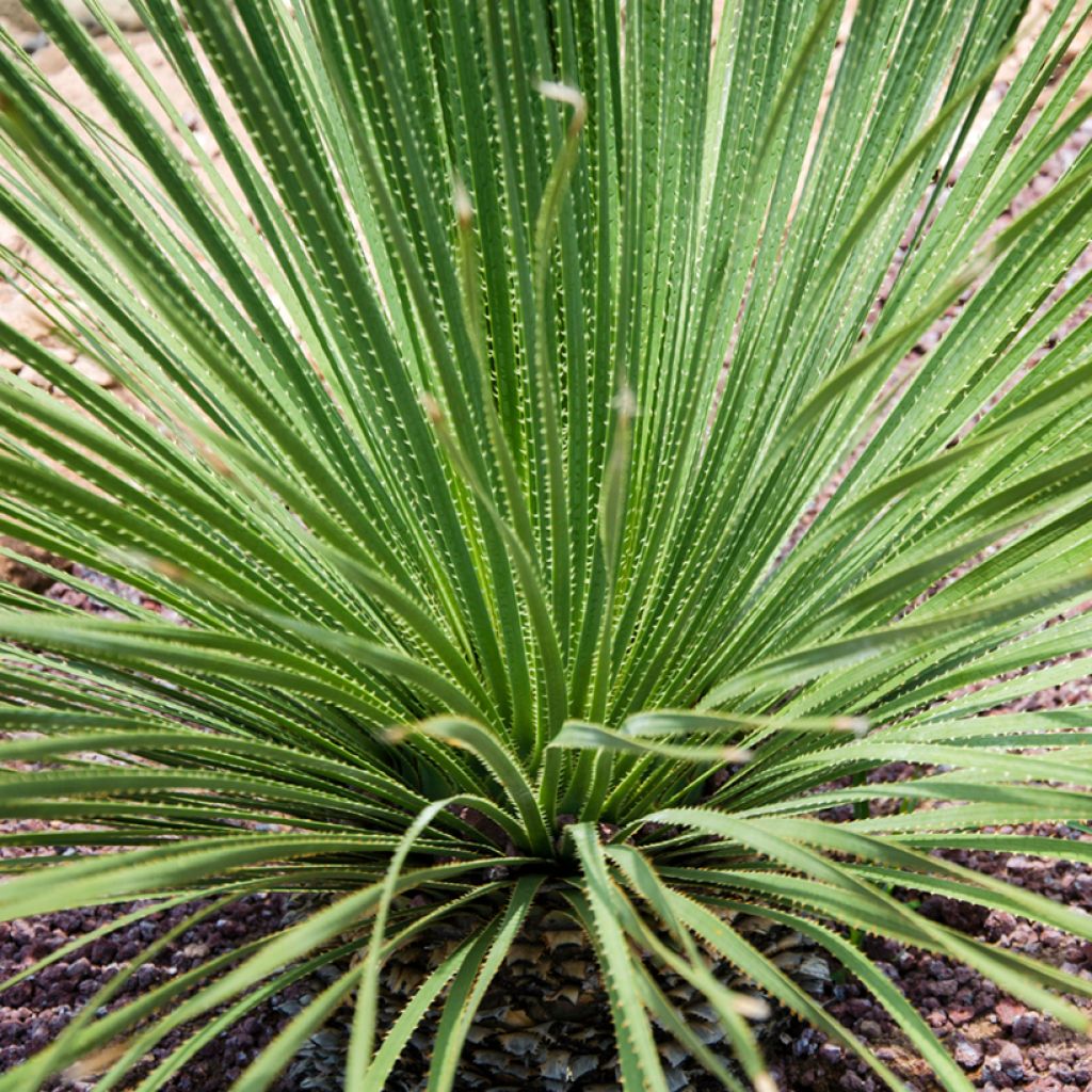 Dasylirion acrotrichum - Rauhschopf