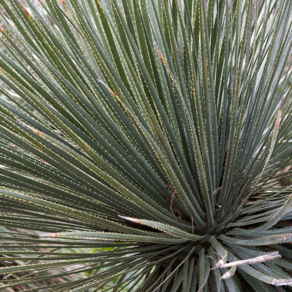 Dasylirion glaucophyllum - Rauhschopf