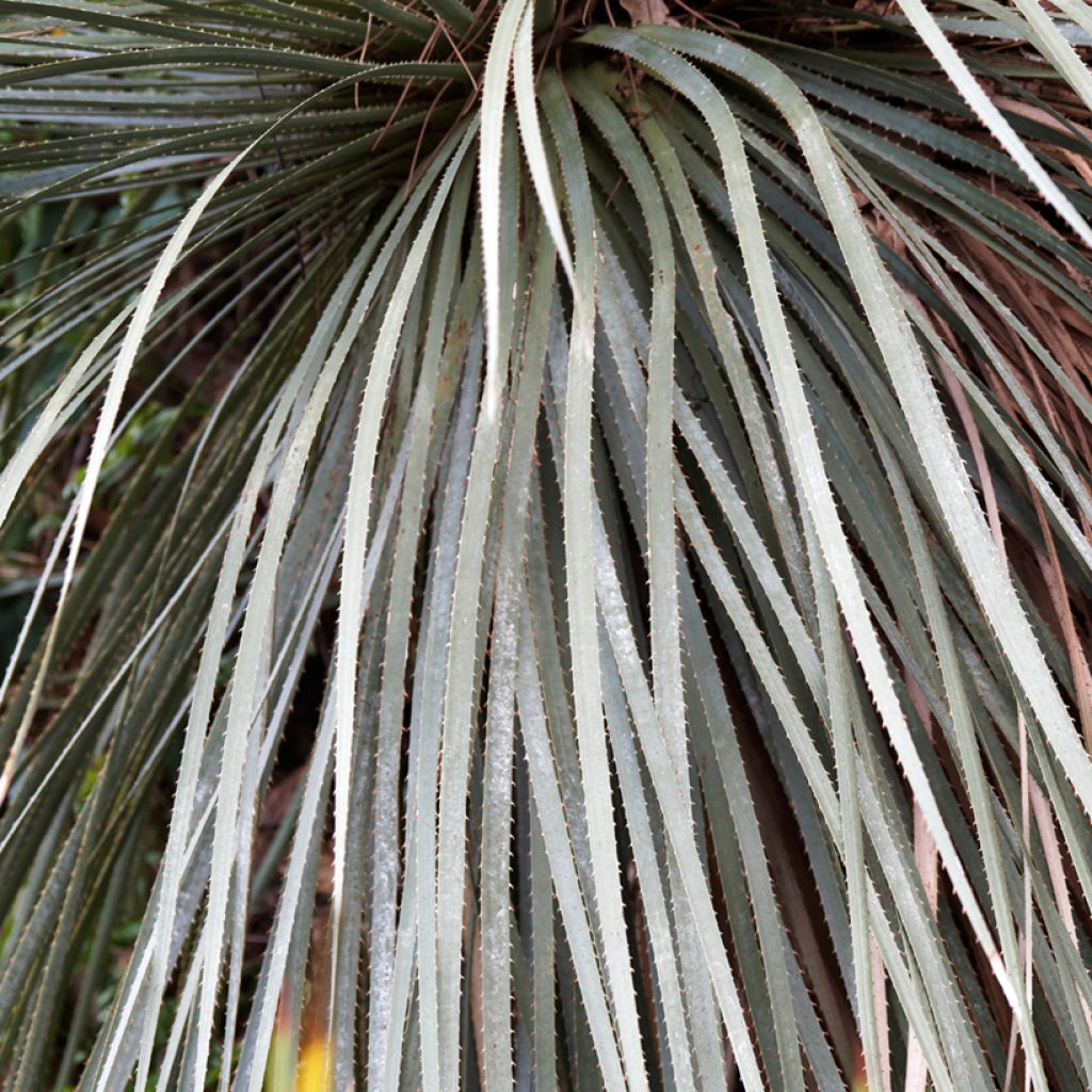 Dasylirion glaucophyllum - Rauhschopf