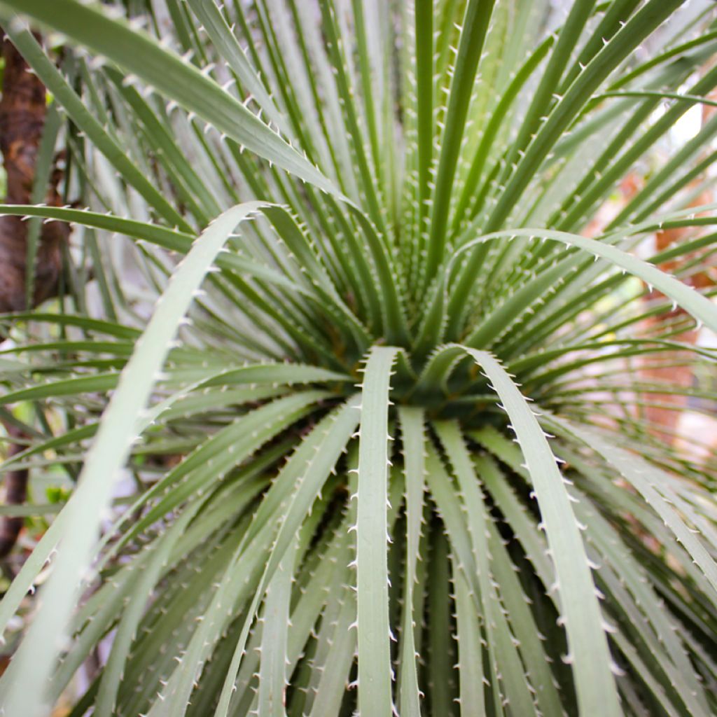 Dasylirion leiophyllum - Rauhschopf