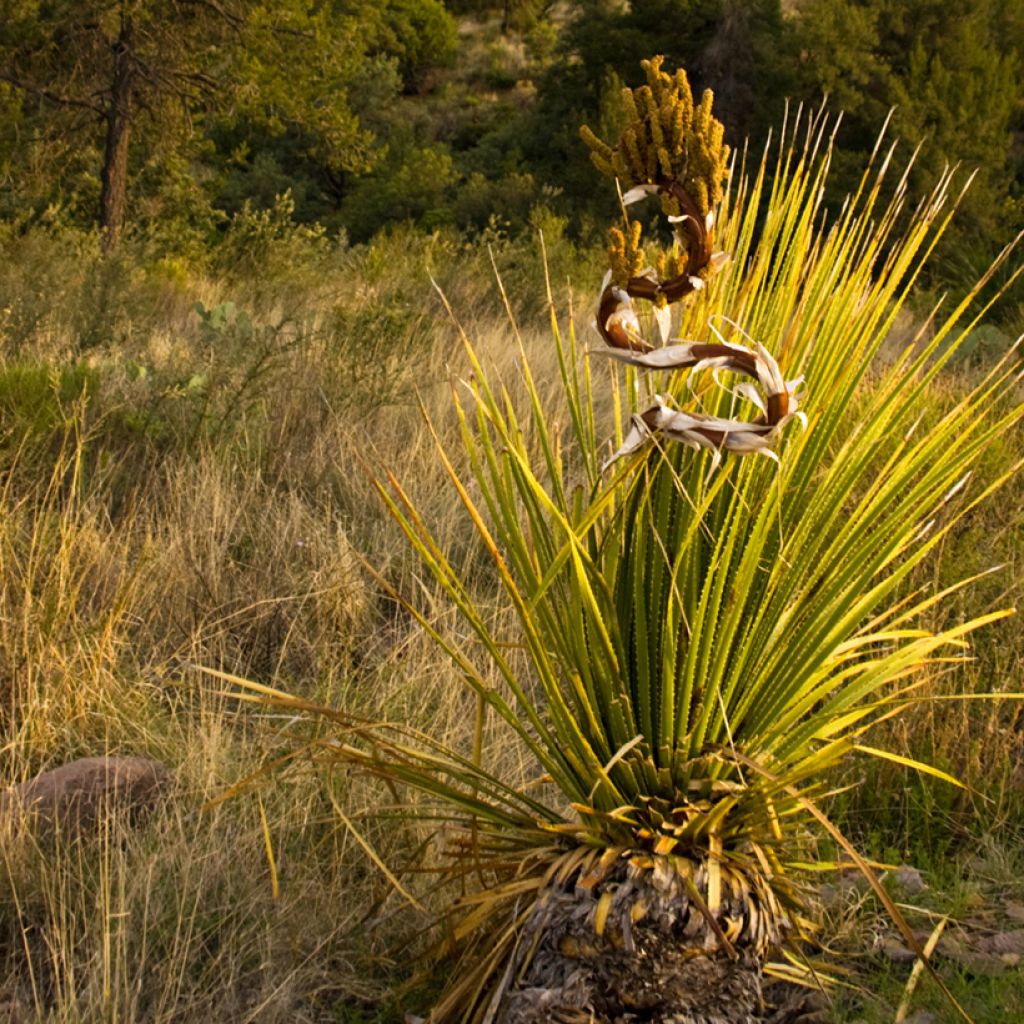 Dasylirion leiophyllum - Rauhschopf