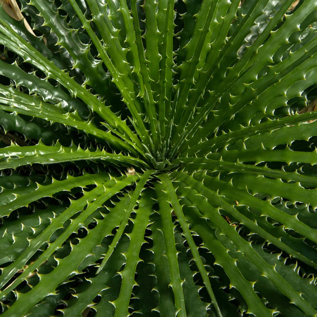 Dasylirion leiophyllum - Rauhschopf