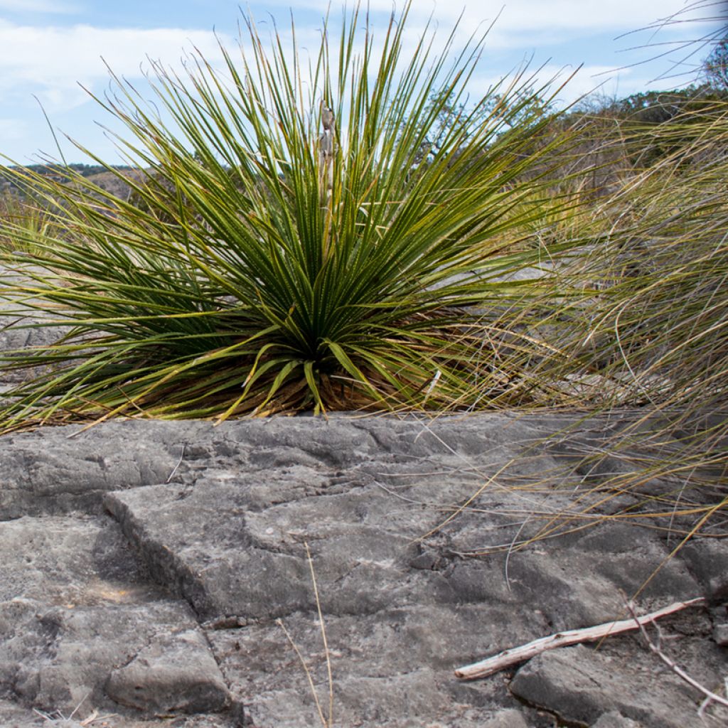 Dasylirion leiophyllum - Rauhschopf