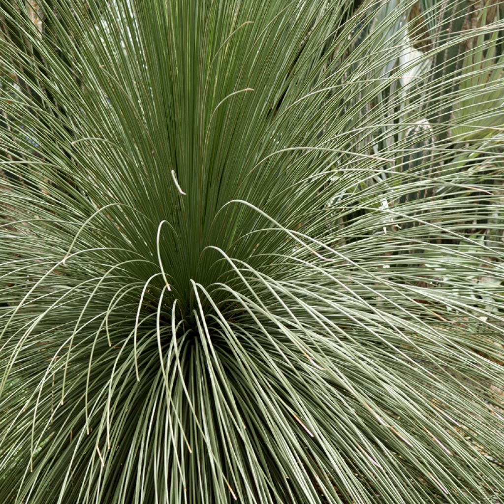 Dasylirion longissimum - Rauhschopf