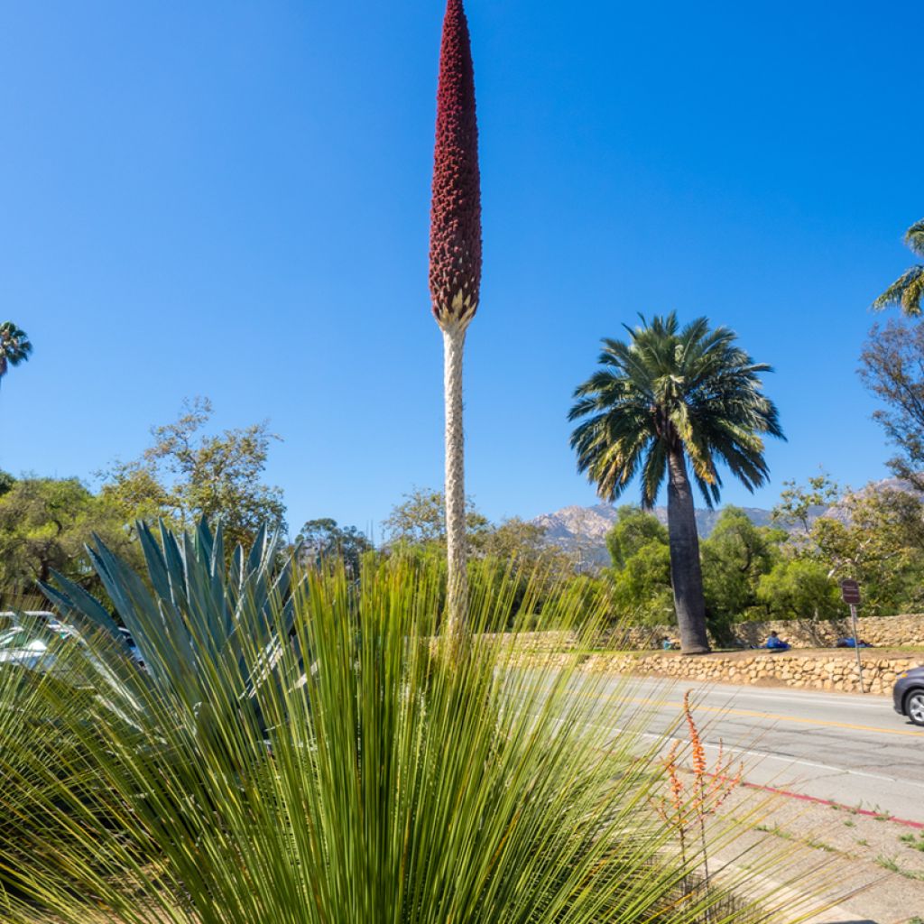 Dasylirion longissimum - Rauhschopf