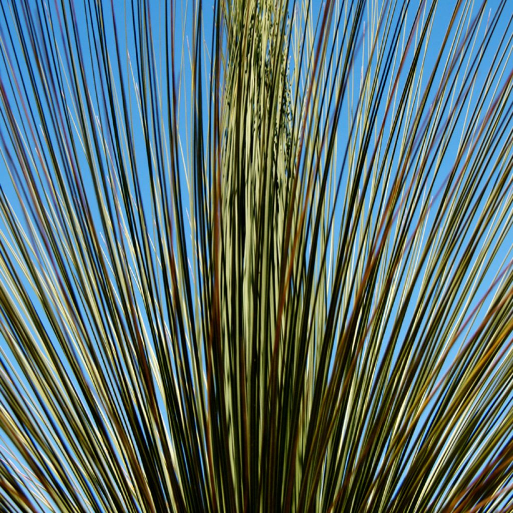 Dasylirion longissimum - Rauhschopf