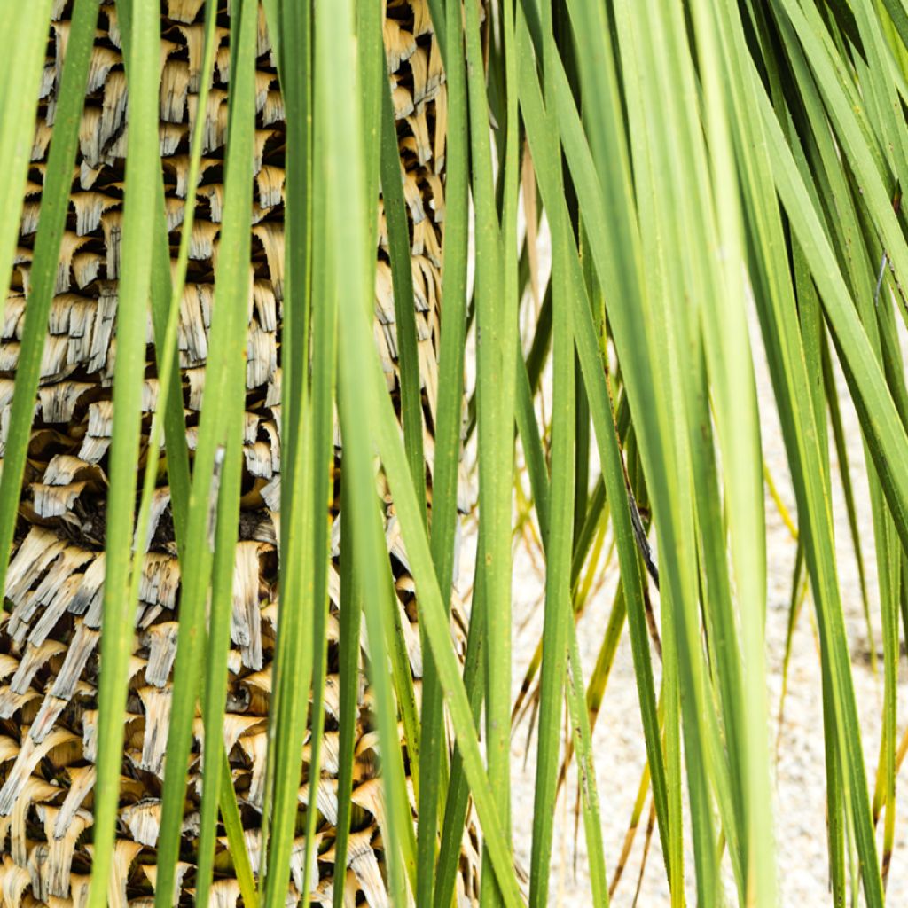 Dasylirion quadrangulatum - Rauhschopf