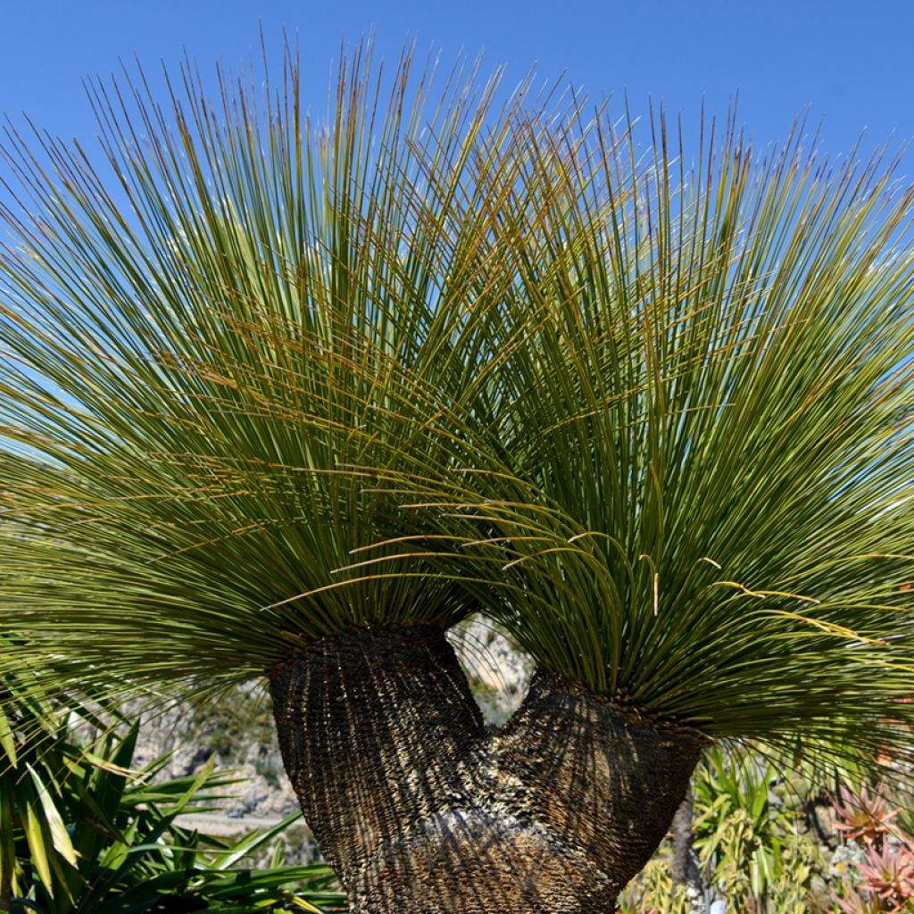 Dasylirion quadrangulatum - Rauhschopf