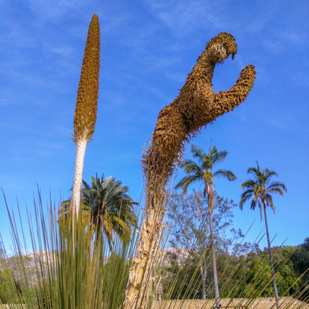 Dasylirion quadrangulatum - Rauhschopf