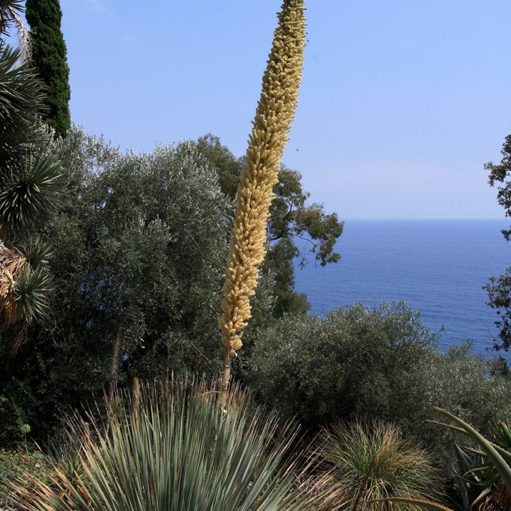 Dasylirion serratifolium - Rauhschopf