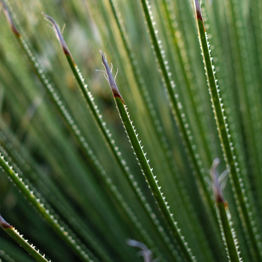 Dasylirion serratifolium - Rauhschopf