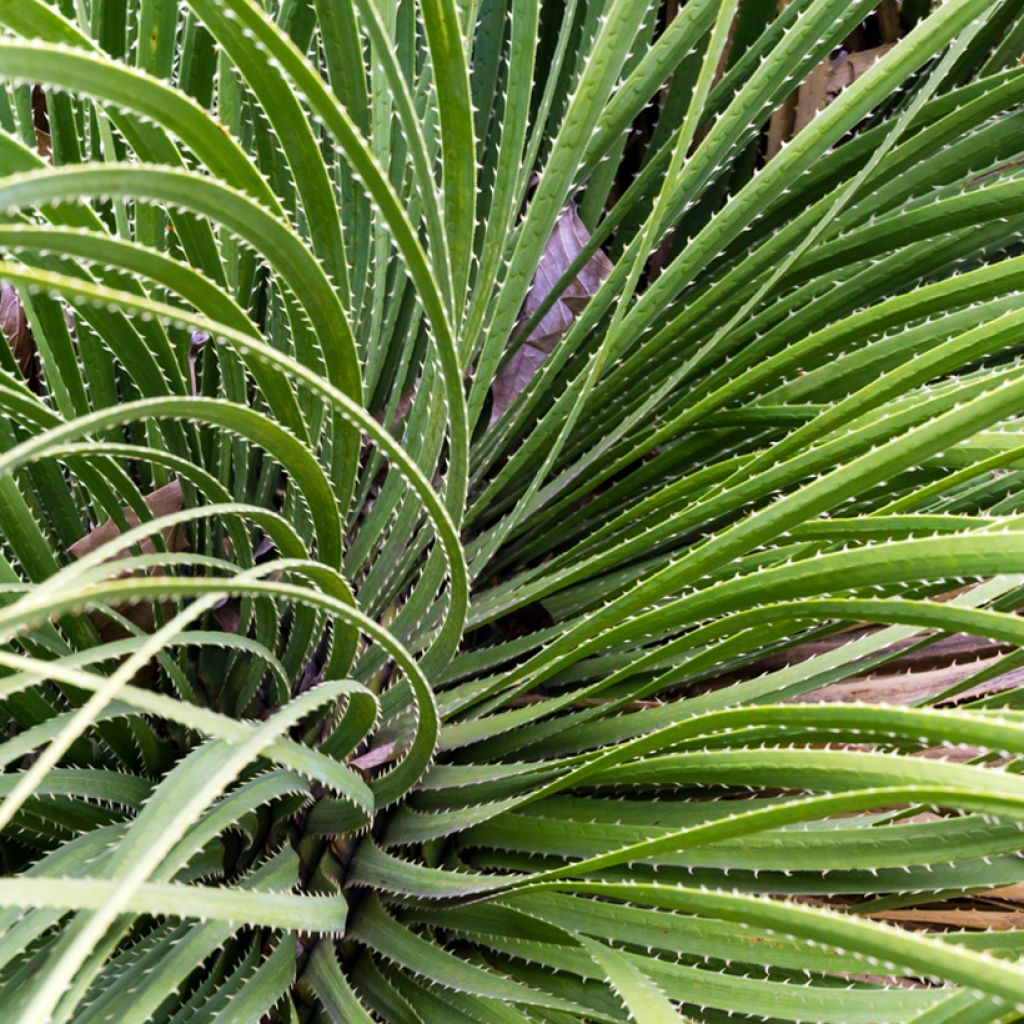 Dasylirion serratifolium - Rauhschopf