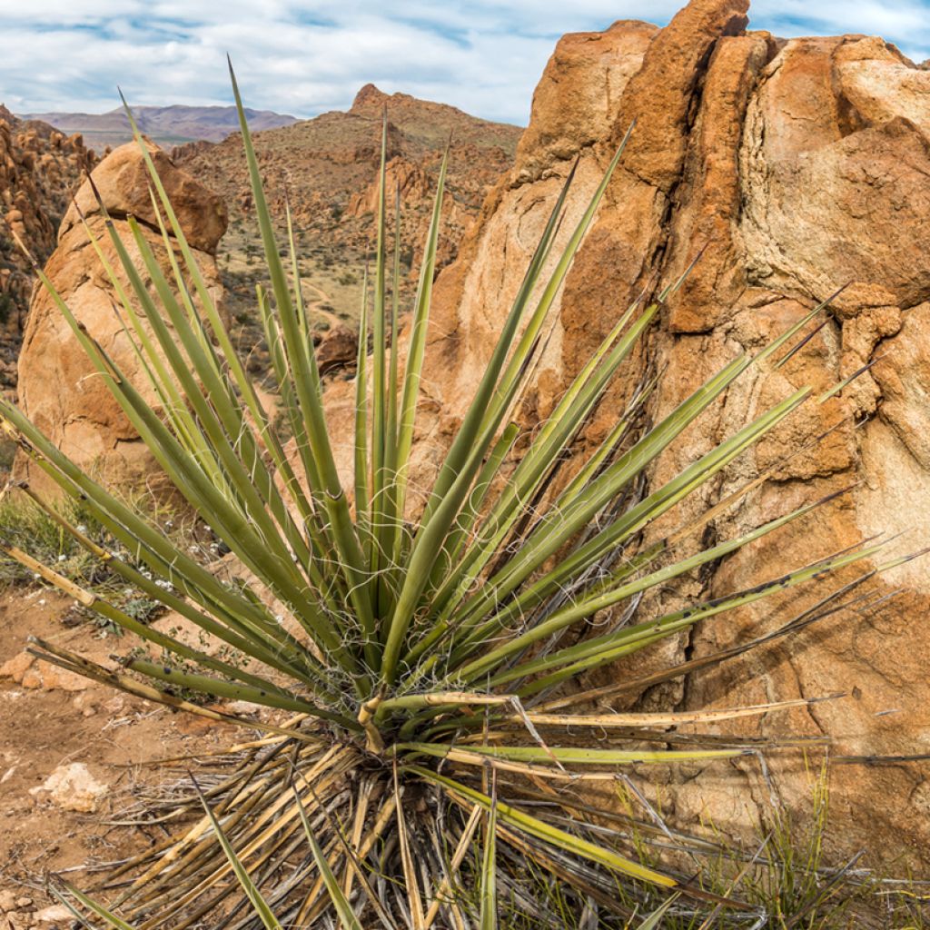 Dasylirion texanum - Rauhschopf