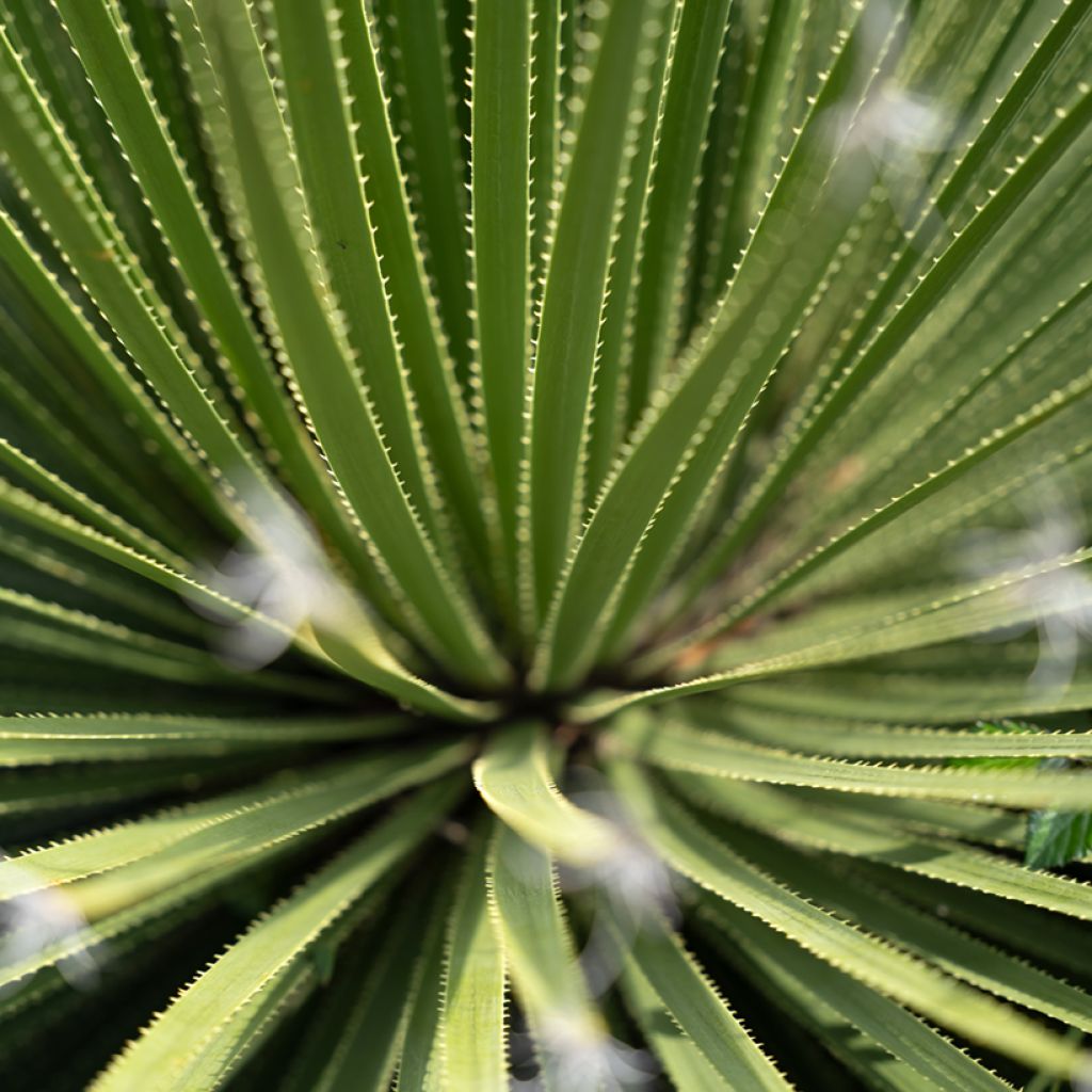 Dasylirion texanum - Rauhschopf