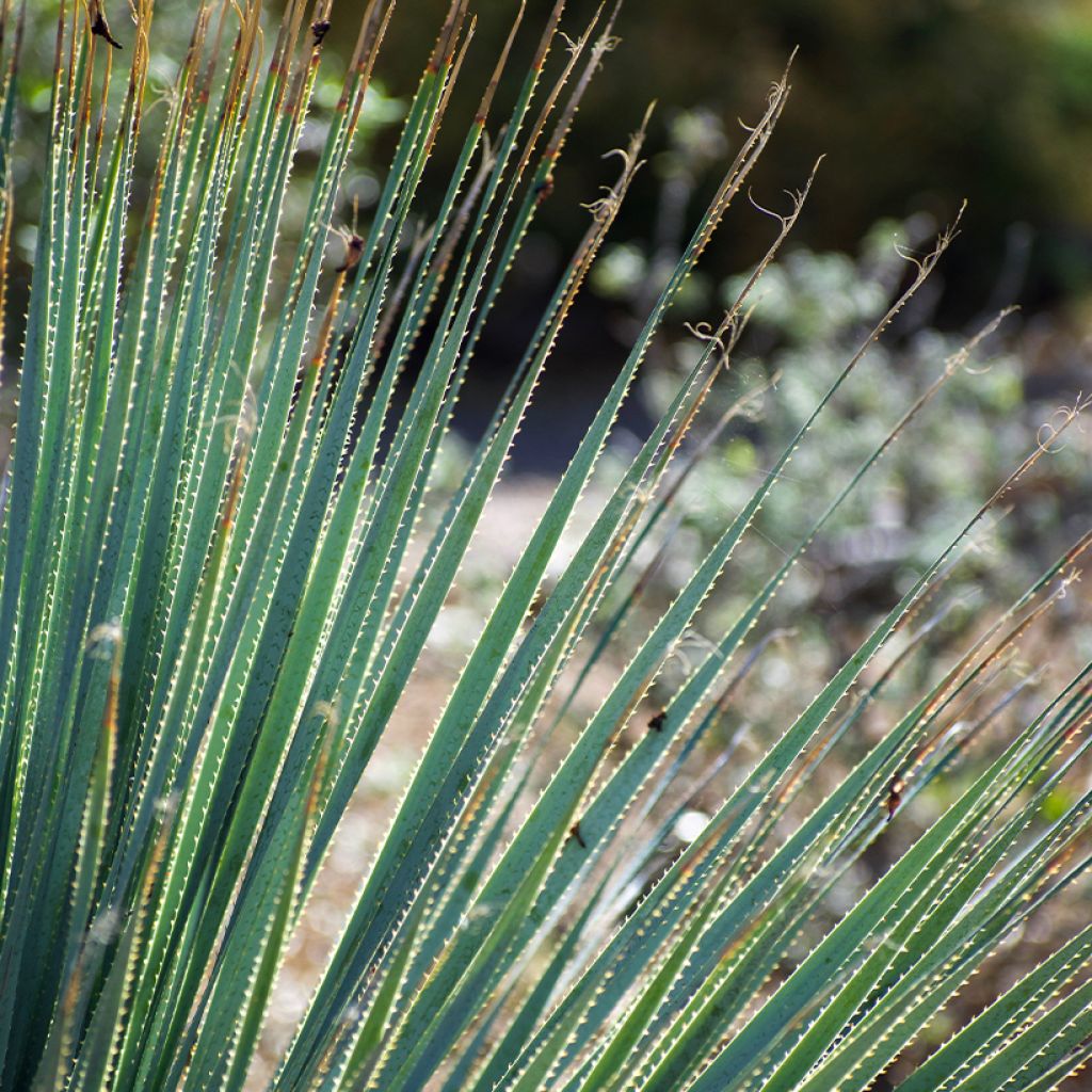 Dasylirion wheeleri - Rauhschopf