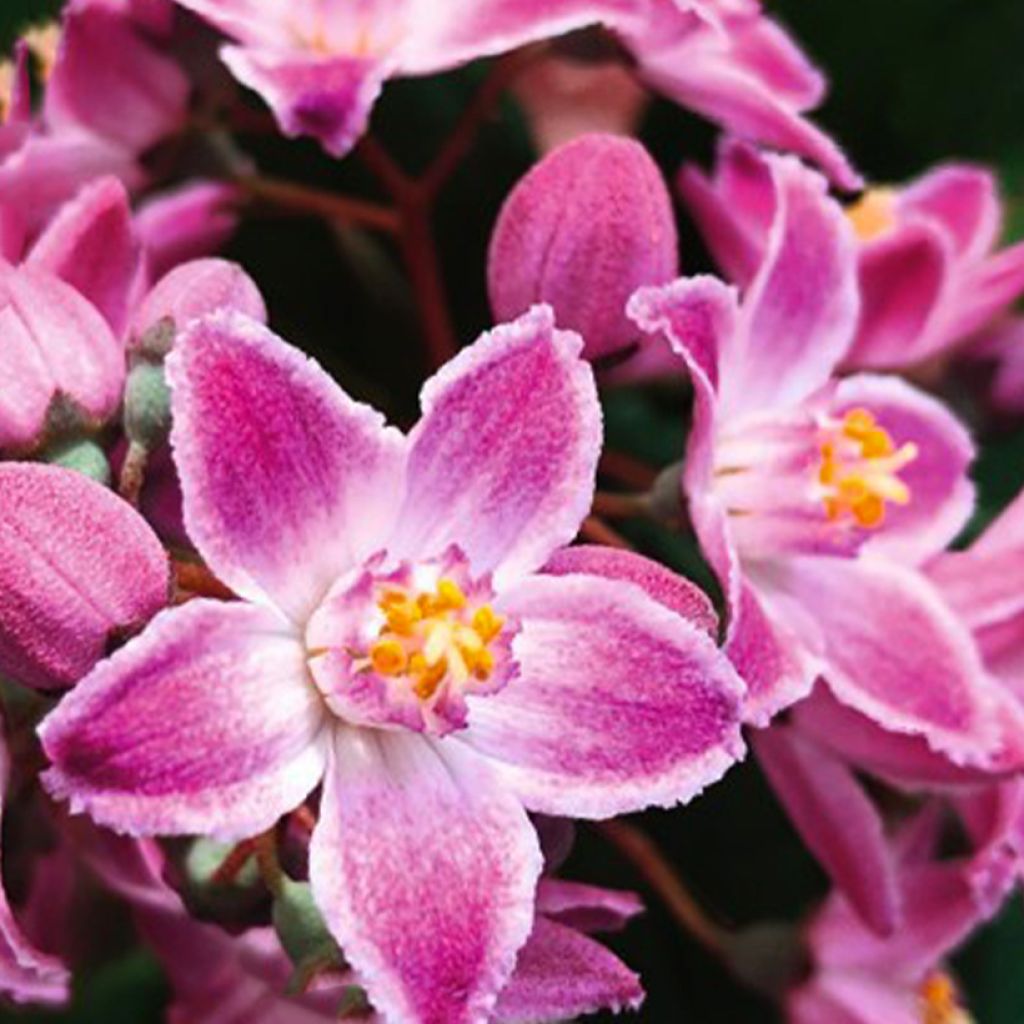 Deutzia Million Stars Pink Cloud - Deutzie