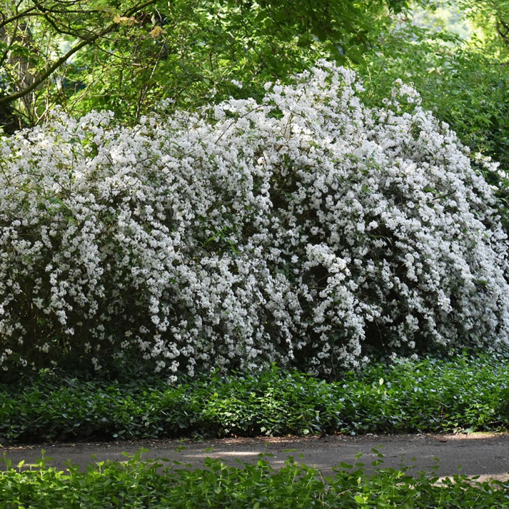 Deutzia crenata Pride of Rochester - Scharfe Deutzie
