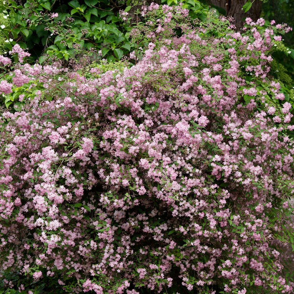 Deutzia elegantissima Rosealind - Deutzie