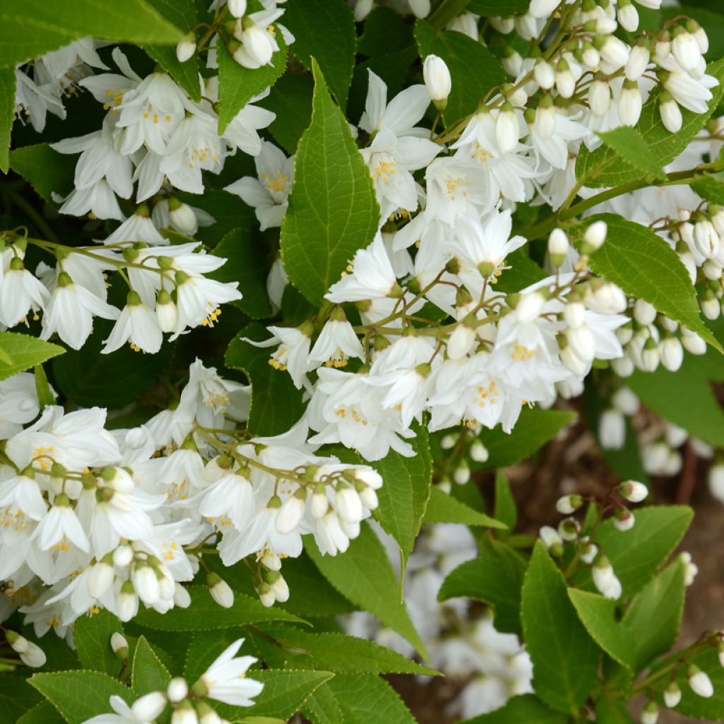 Deutzia gracilis - Zierliche Deutzie