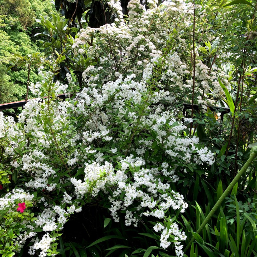 Deutzia gracilis - Zierliche Deutzie