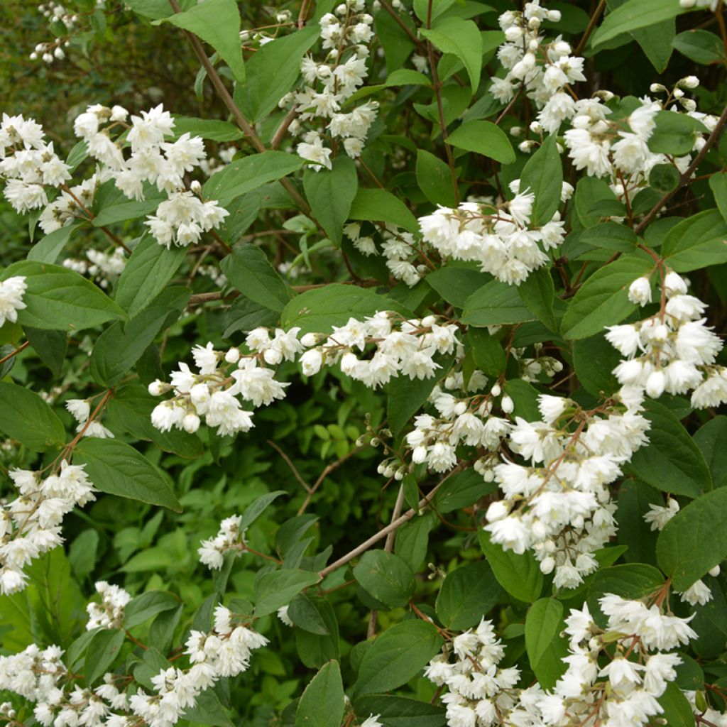 Deutzia gracilis - Zierliche Deutzie