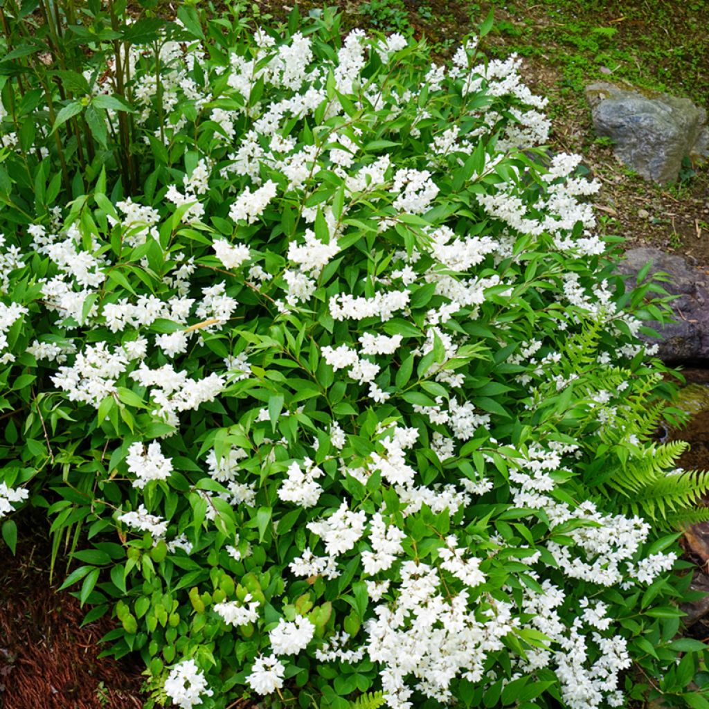 Deutzia gracilis - Zierliche Deutzie
