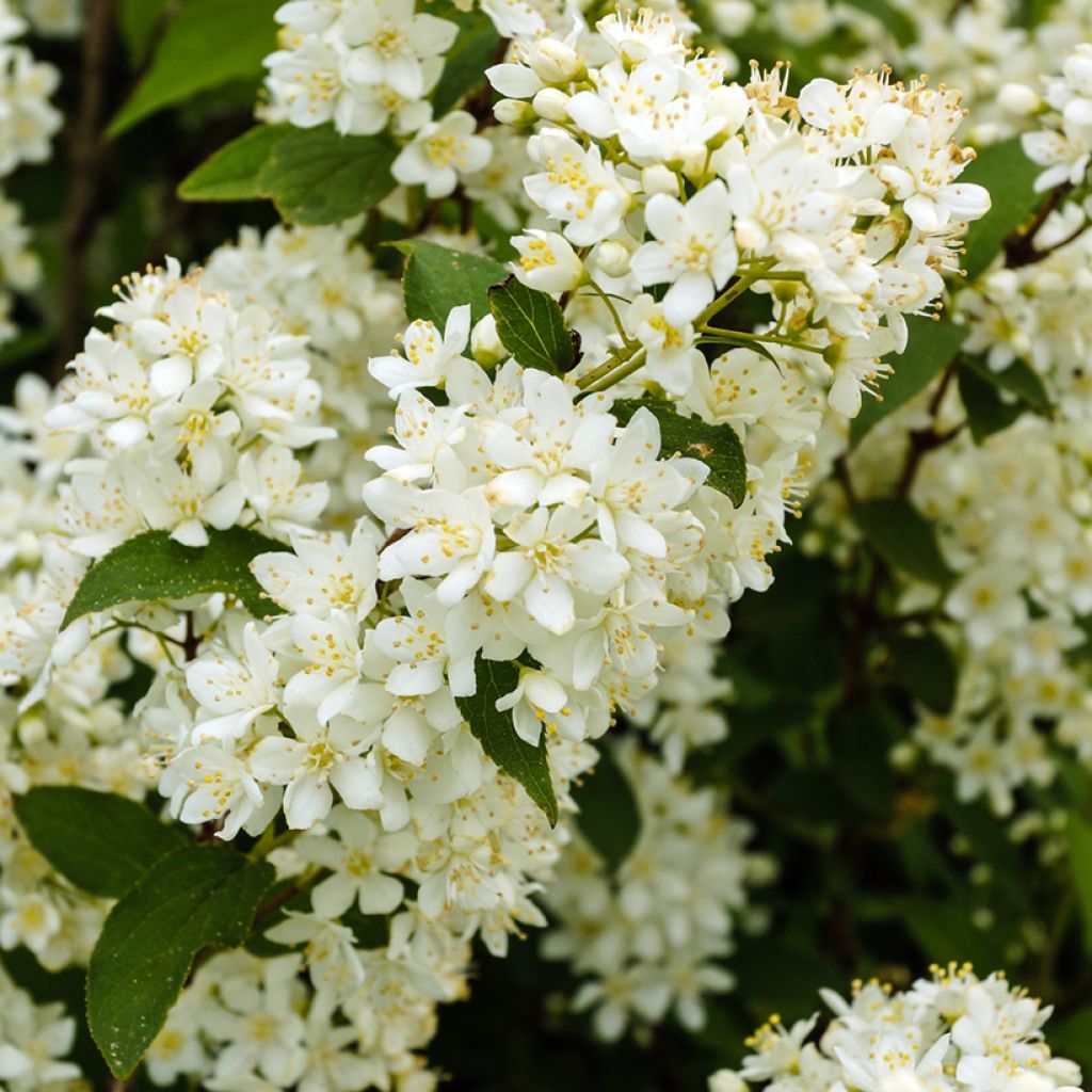 Deutzia gracilis Nikko - Zierliche Deutzie