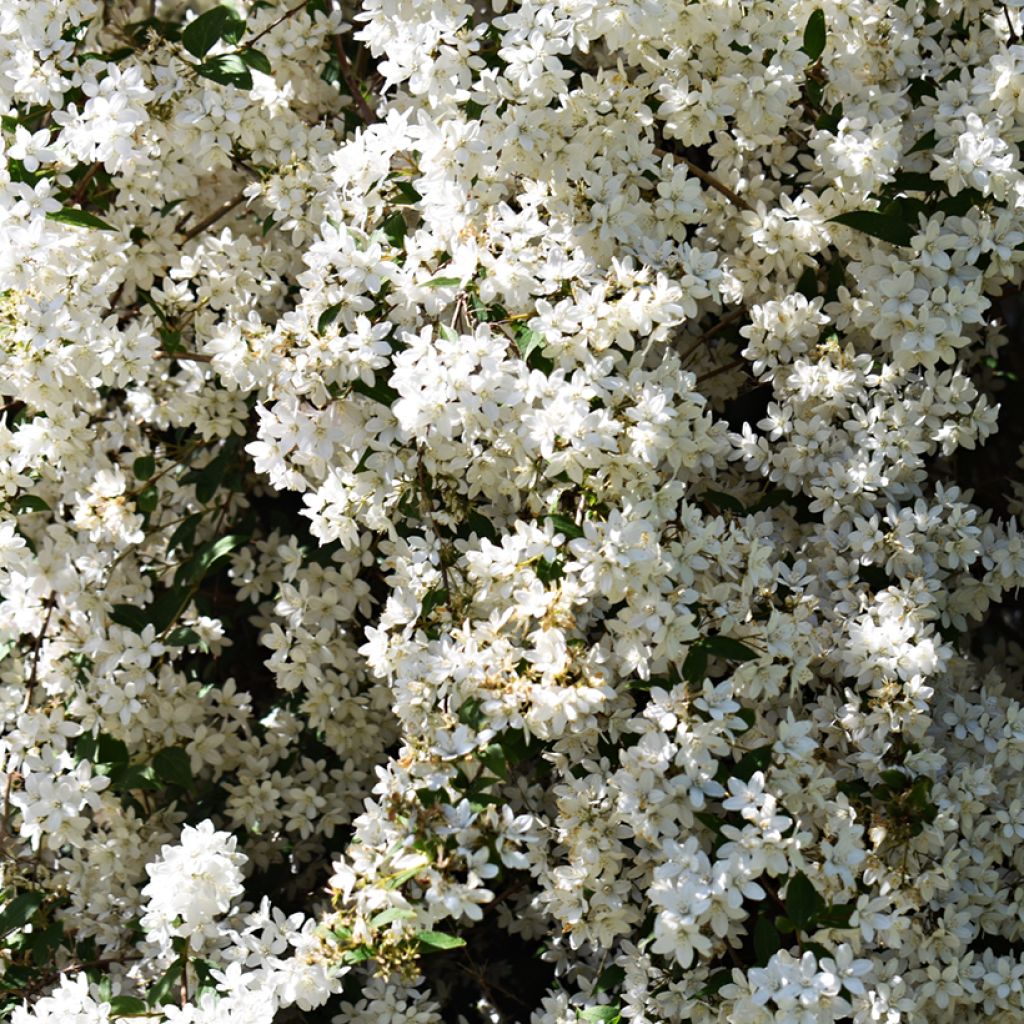 Deutzia gracilis Nikko - Zierliche Deutzie