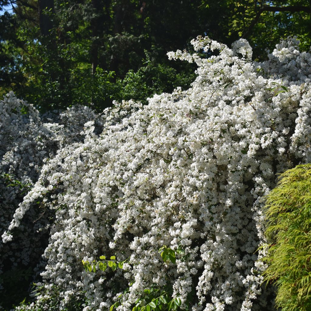 Deutzia gracilis Nikko - Zierliche Deutzie