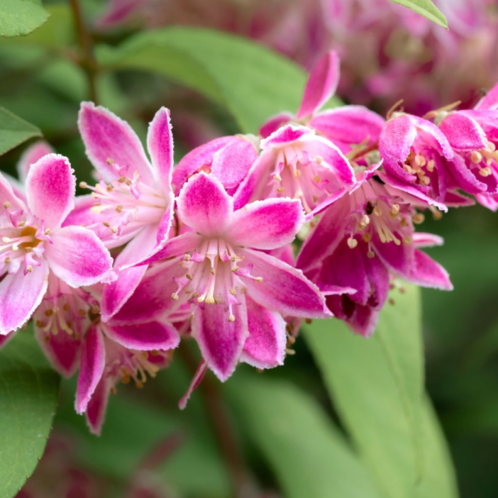 Deutzia Strawberry Fields - Deutzie