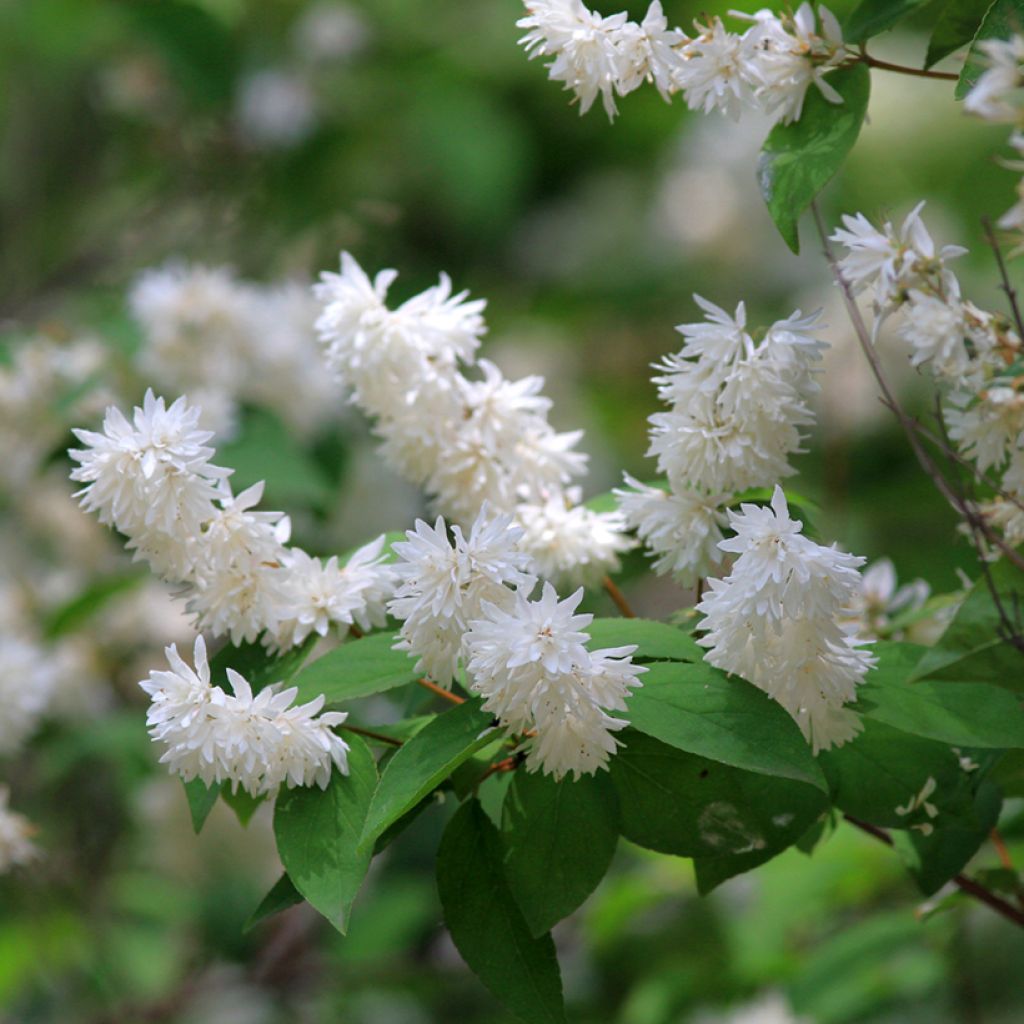 Deutzia magnifica - Pracht-Deutzie