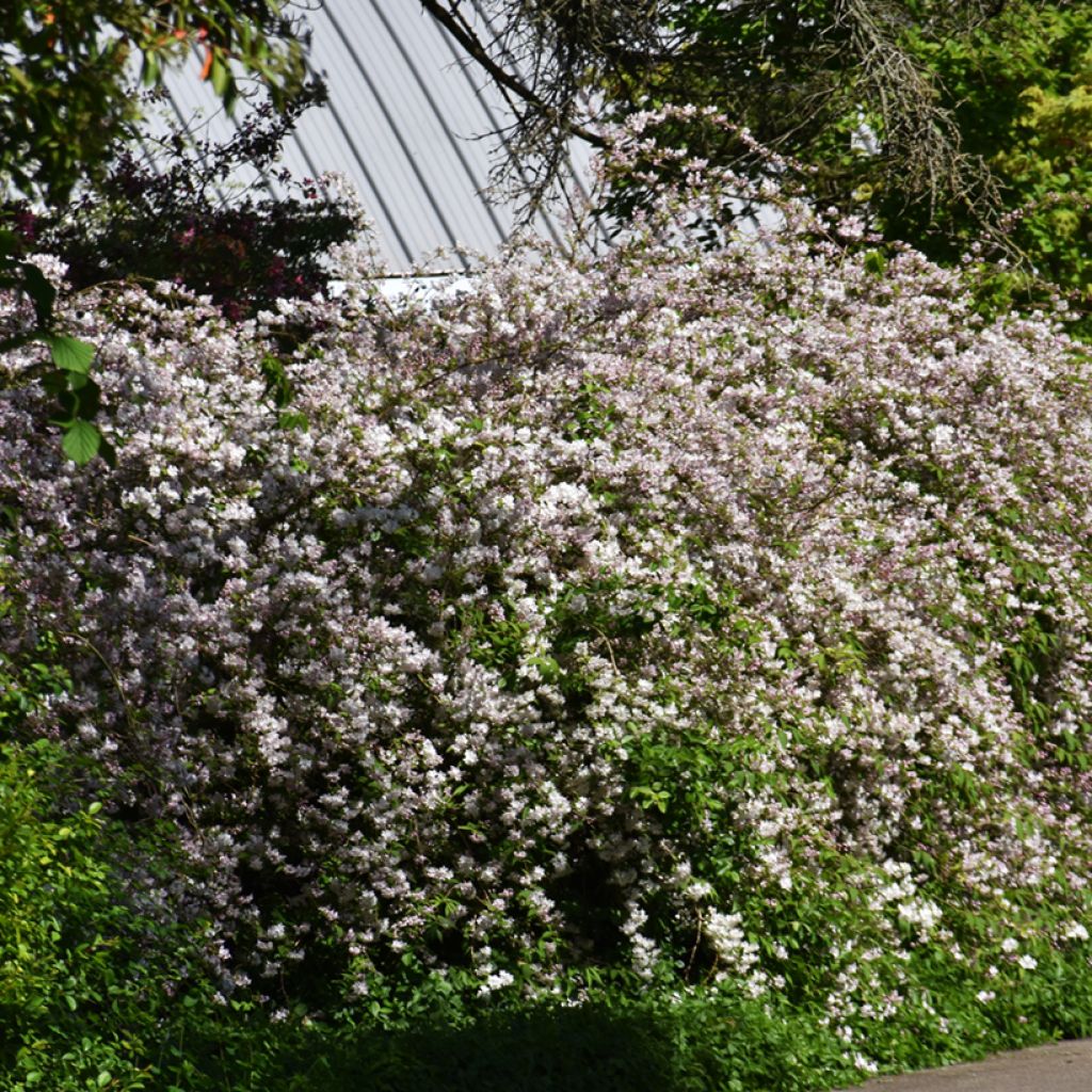 Deutzia rosea Campanulata - Deutzie