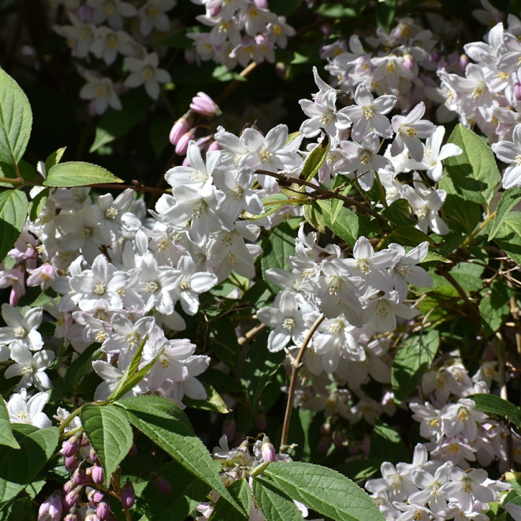 Deutzia rosea Campanulata - Deutzie